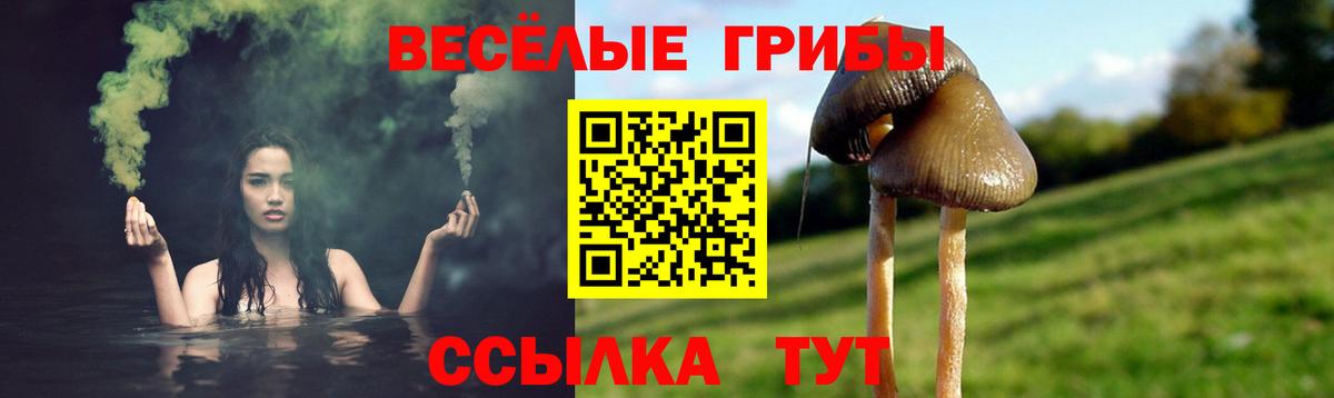 Псилоцибиновые грибы Psilocybine cubensis Кореновск